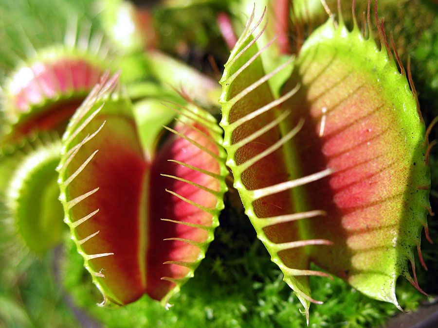 Venus flytrap