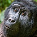 Portrait of a mountain gorilla at a short distance. gorilla close up portrait.The mountain gorilla (Gorilla beringei beringei)