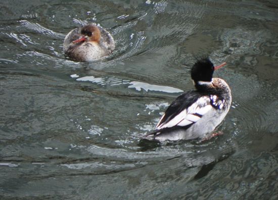 red-breasted merganser