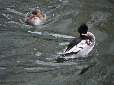 red-breasted merganser