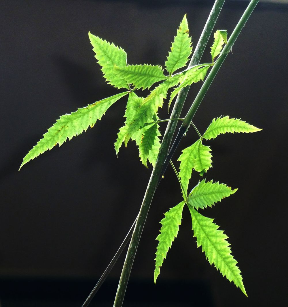 Compound leaves of African poison ivy in Manie van der Schijff Botanical Garden, Pretoria