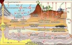 carbon cycle