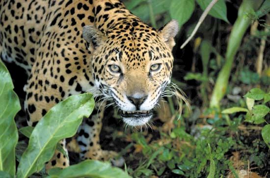 jaguar