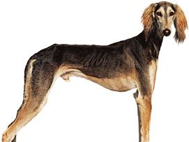 Saluki