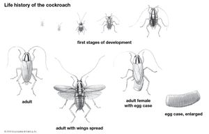 Cockroach: life history