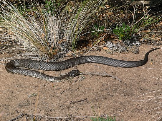 tiger snake