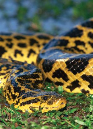 yellow anaconda (Eunectes notaeus)