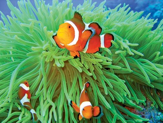 Anemone fish in sea anemone.