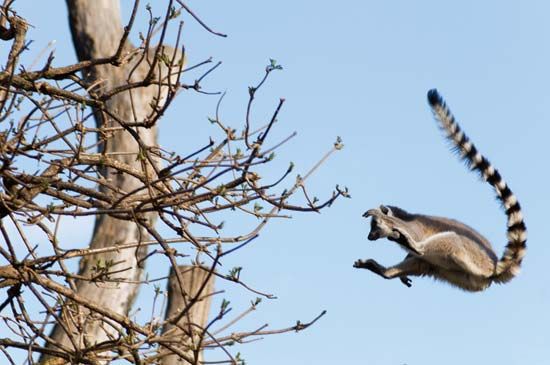 ring-tailed lemur (Lemur catta)