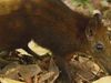 The threatened habitat of the golden-rumped elephant shrew