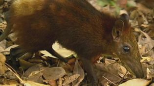 The threatened habitat of the golden-rumped elephant shrew