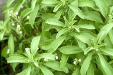 stevia