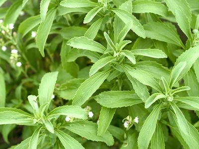 stevia