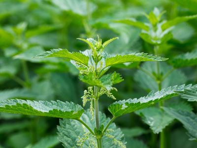 stinging nettle