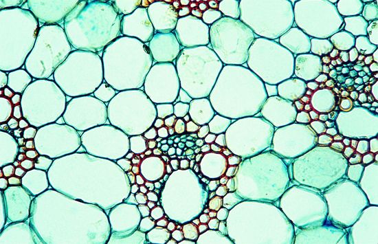 stem of corn (maize, an herbaceous plant) in cross section