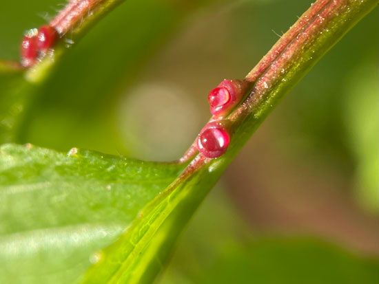 extrafloral nectaries