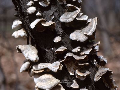 bracket fungus