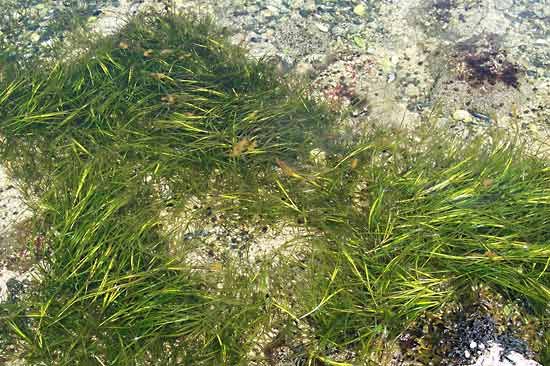 common eelgrass