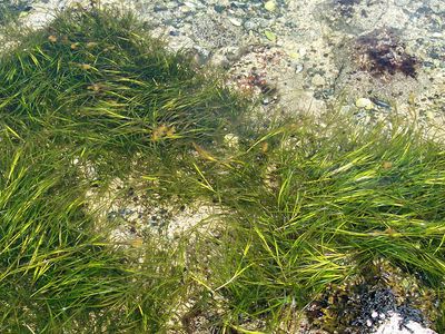 common eelgrass