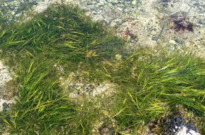 common eelgrass