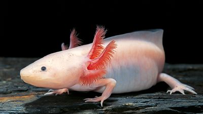 axolotl