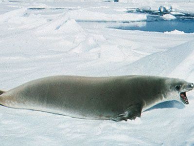 Crabeater seal (Lobodon carcinophagus).