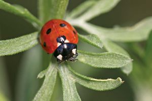 ladybug