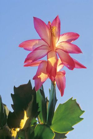 Thanksgiving cactus