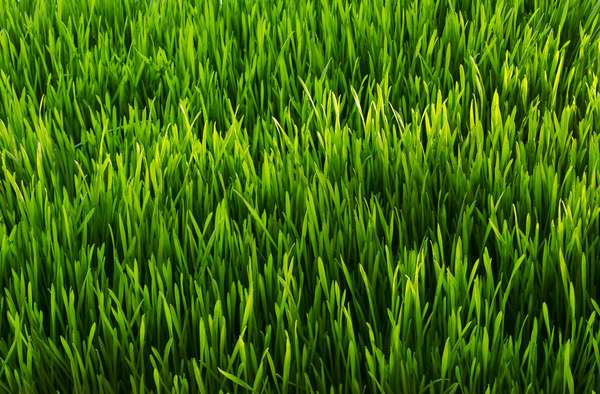 Close up of green grass