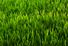 Close up of green grass