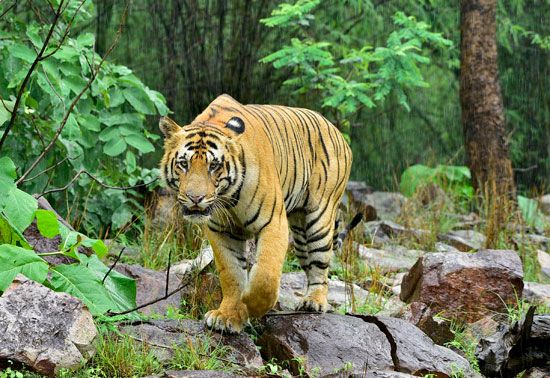 Bengal tiger (Panthera tigris tigris)