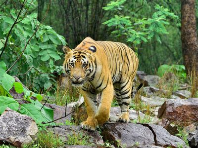 Bengal tiger (Panthera tigris tigris)