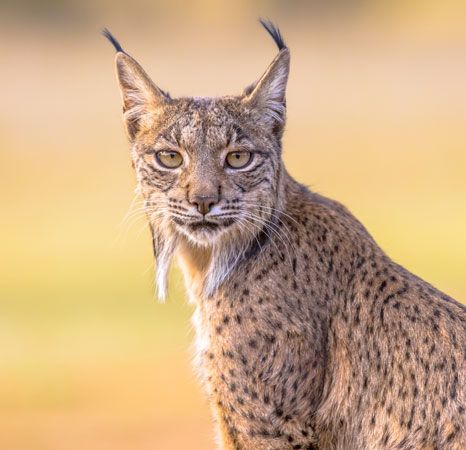 Iberian lynx (Lynx pardinus)