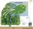 Photosynthesis diagram showing how water, light, and carbon dioxide are absorbed by a plant and that oxygen and sugars are produced. Also show a person to illustrate the oxygen/carbon dioxide cycle between plants and animals.