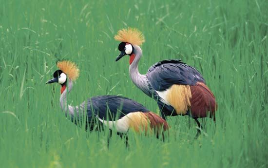 crowned cranes