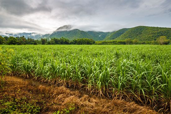 sugarcane field