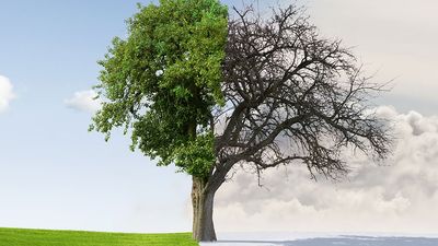 Scenic landscape of apple tree on field with seasons changing from Summer to Winter, solstice