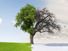 Scenic landscape of apple tree on field with seasons changing from Summer to Winter, solstice