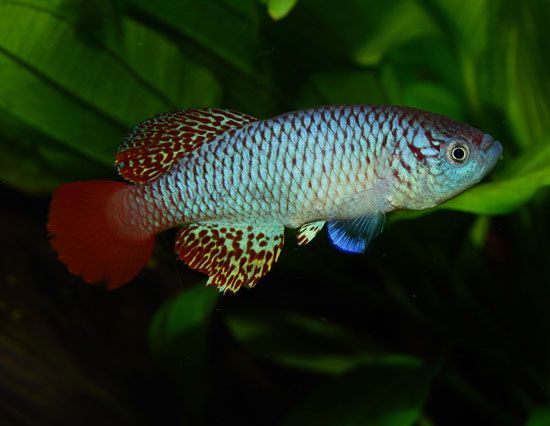 Attenborough's killifish