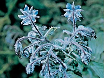 Borage (Borago officinalis).