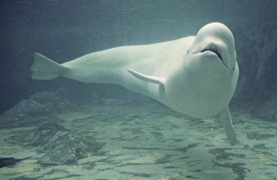 Beluga, or white whale (Delphinapterus leucas).