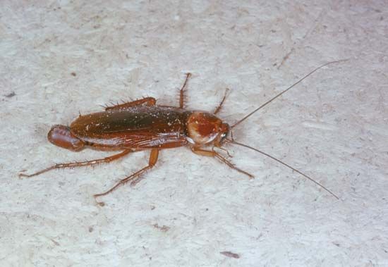 Female cockroach (Periplaneta)