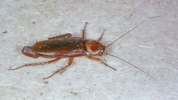 Female cockroach (Periplaneta)