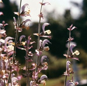 clary sage