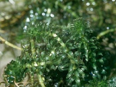 hydrilla