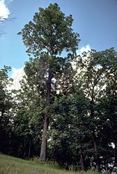 shagbark hickory