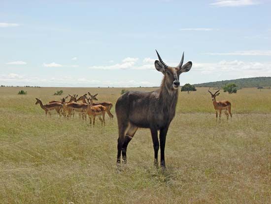 common waterbuck