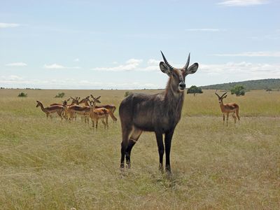 common waterbuck