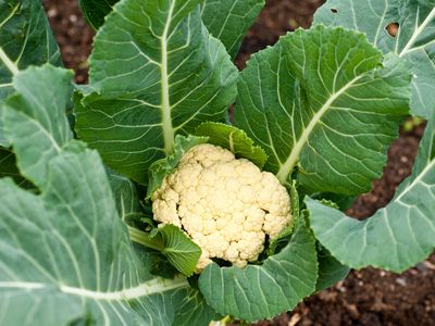 cauliflower