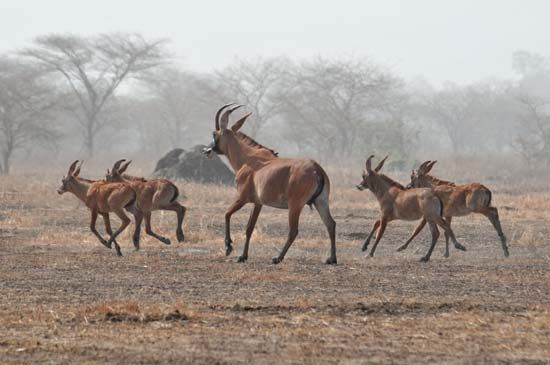 roan antelope